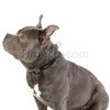 Collar-Ajustable-Mylu-M-imagen-2