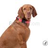 Collar-Ajustable-Mylu-L-imagen-2