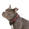 Collar-Ajustable-Mylu-M--imagen-2