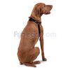 Arnes-De-Caminata-Brunno-Xl-imagen-2