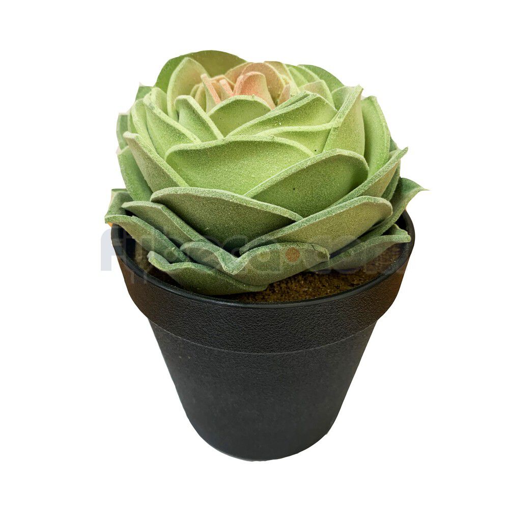 Cactus-Con-Maceta-19-Cm-Unidad--imagen