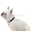 Collar-Ajustable-Mylu-S--imagen-2